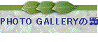 PHOTO GALLERY̑